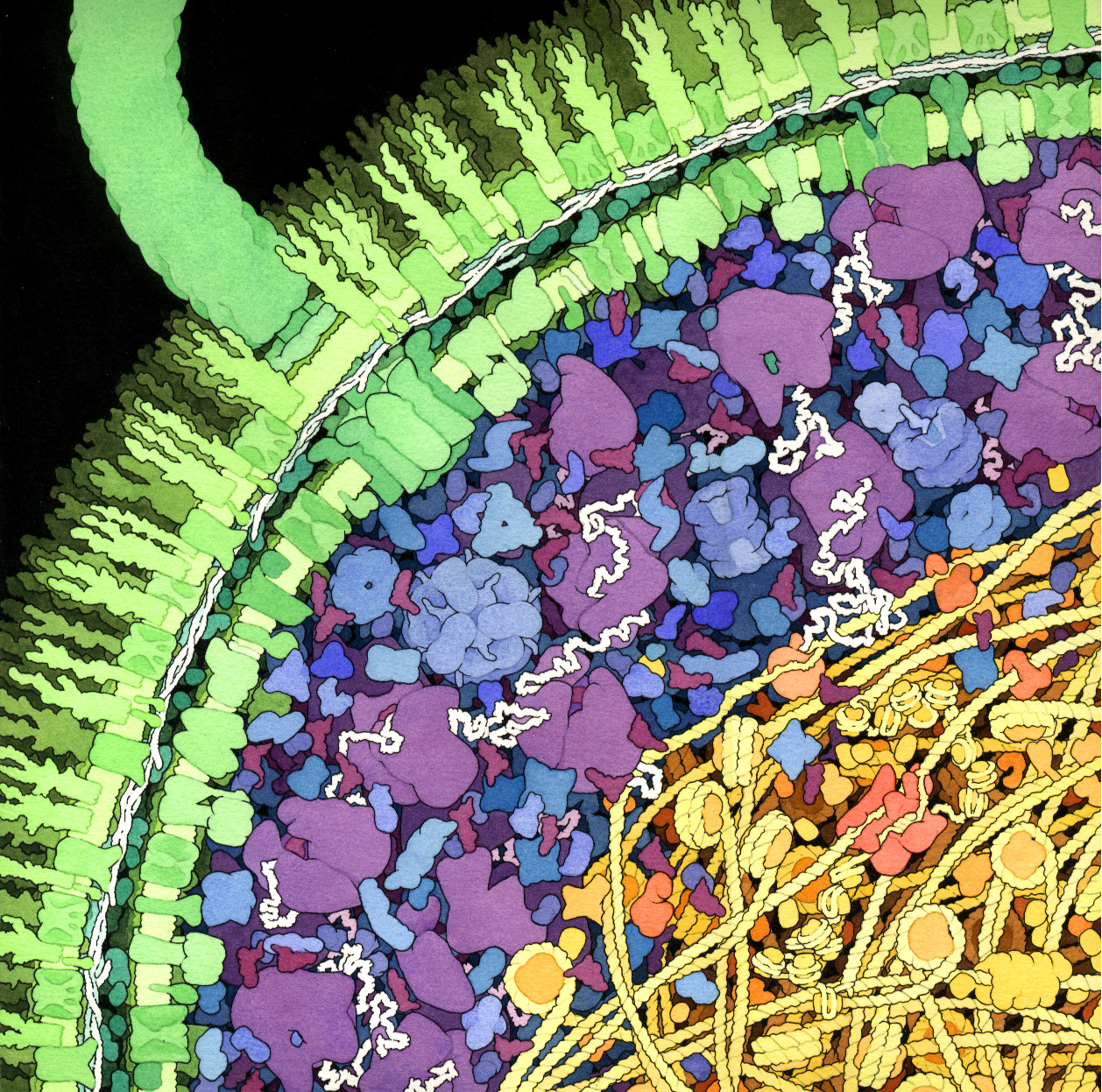 Concepción artística de una célula de Escherichia coli.