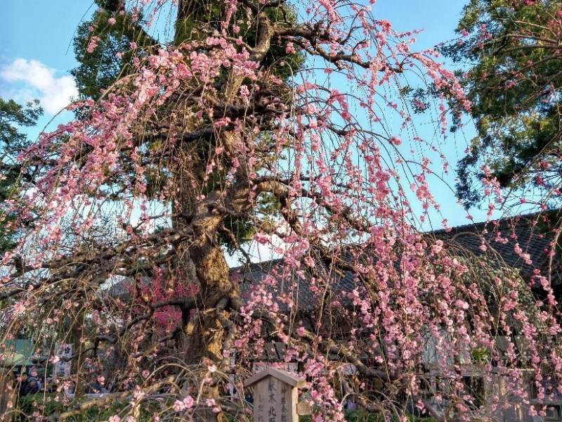 Los cerezos en Kyoto muestran que estamos cambiando el clima a paso acelerado