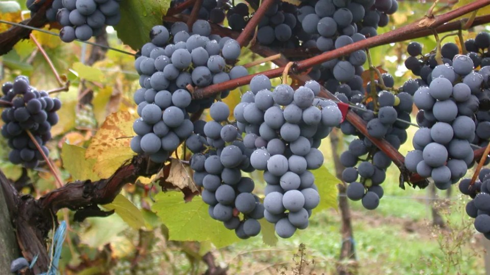 Un acercamiento a racimos de uvas moradas, aún en su planta, usadas para hacer vino Riportella. Algunas uvas en el racimo tienen gotas de rocío.
